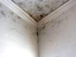 Best Mold Documentation for Insurance Claims in Haworth, NJ