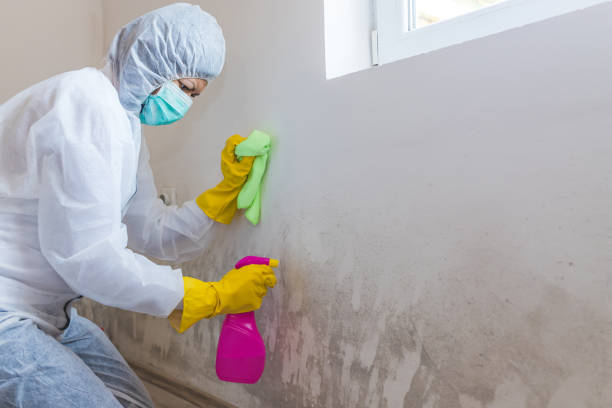 Best Mold Prevention Services in Haworth, NJ